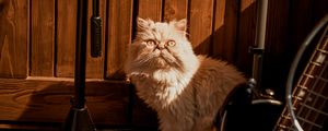 Preview wallpaper cat, pet, funny, fluffy, glance