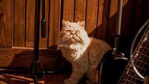 Preview wallpaper cat, pet, funny, fluffy, glance