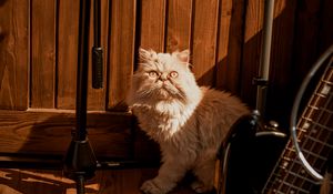 Preview wallpaper cat, pet, funny, fluffy, glance