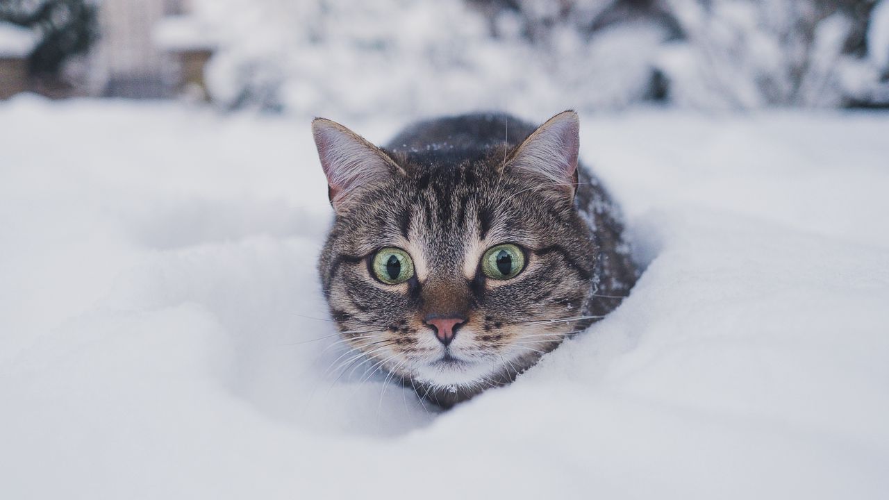 Wallpaper cat, pet, funny, glance, snow, winter