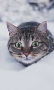 Preview wallpaper cat, pet, funny, glance, snow, winter