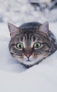 Preview wallpaper cat, pet, funny, glance, snow, winter