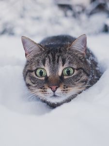Preview wallpaper cat, pet, funny, glance, snow, winter