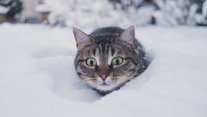 Preview wallpaper cat, pet, funny, glance, snow, winter