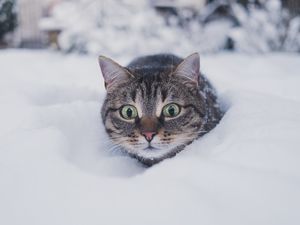 Preview wallpaper cat, pet, funny, glance, snow, winter