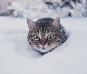 Preview wallpaper cat, pet, funny, glance, snow, winter