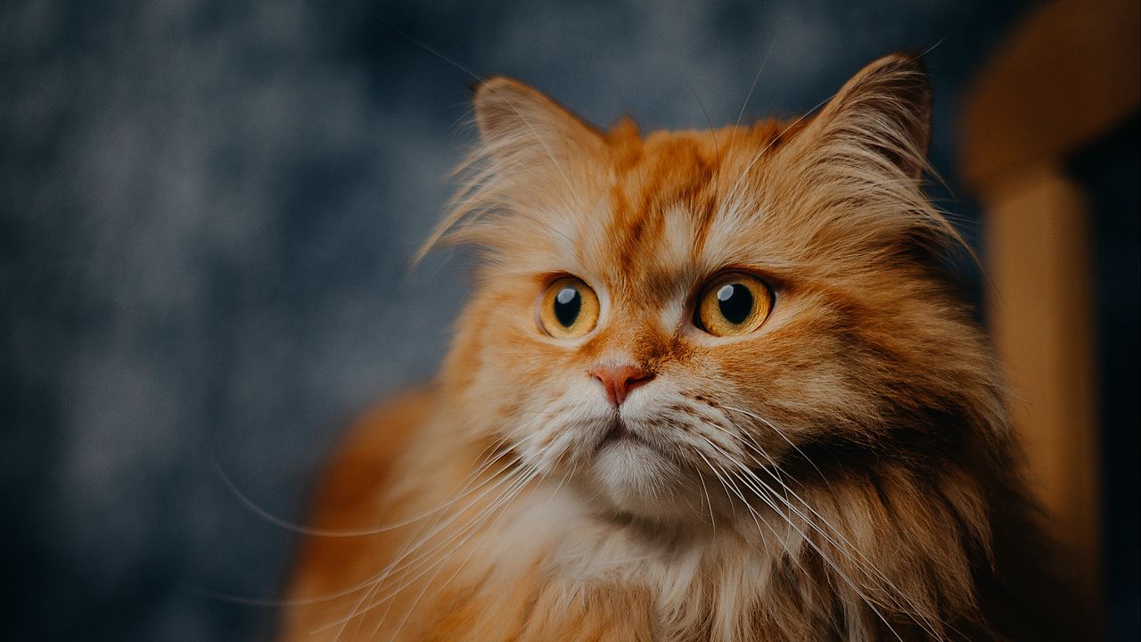 Wallpaper cat, pet, furry, animal