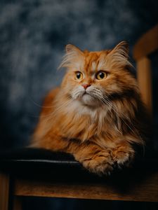 Preview wallpaper cat, pet, furry, animal