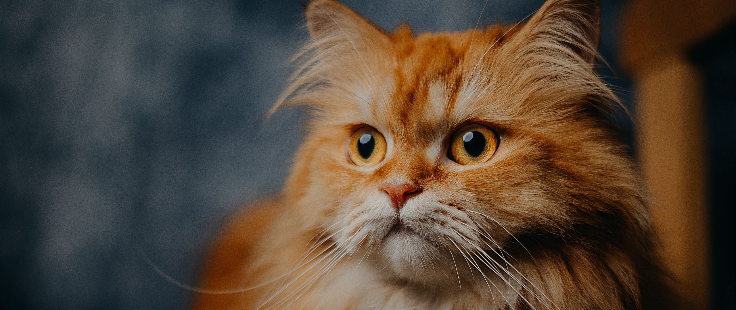 Download wallpaper 2560x1080 cat, pet, furry, animal dual wide 1080p hd ...