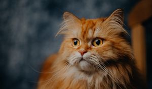 Preview wallpaper cat, pet, furry, animal