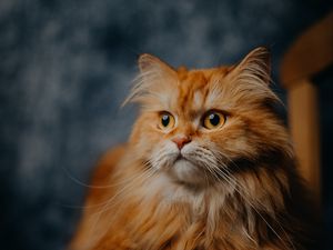 Preview wallpaper cat, pet, furry, animal