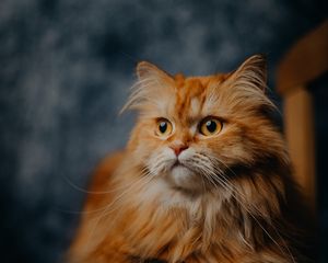 Preview wallpaper cat, pet, furry, animal