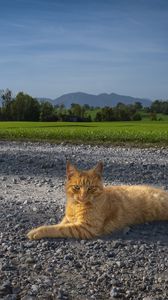 Preview wallpaper cat, pet, ginger, road