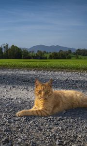 Preview wallpaper cat, pet, ginger, road