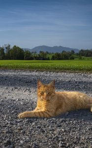 Preview wallpaper cat, pet, ginger, road