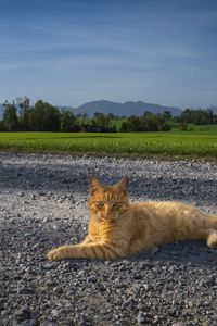 Preview wallpaper cat, pet, ginger, road