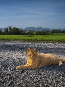 Preview wallpaper cat, pet, ginger, road