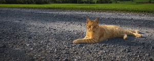 Preview wallpaper cat, pet, ginger, road