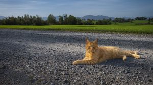 Preview wallpaper cat, pet, ginger, road