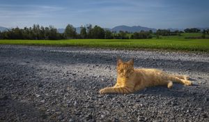 Preview wallpaper cat, pet, ginger, road