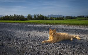 Preview wallpaper cat, pet, ginger, road