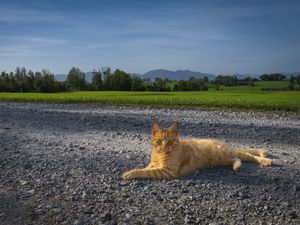 Preview wallpaper cat, pet, ginger, road