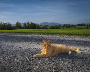 Preview wallpaper cat, pet, ginger, road