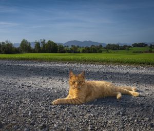 Preview wallpaper cat, pet, ginger, road