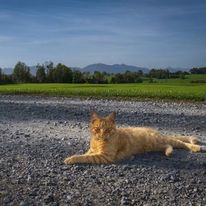 Preview wallpaper cat, pet, ginger, road