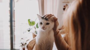 Preview wallpaper cat, pet, girl, friendship