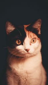 Preview wallpaper cat, pet, glance, dark