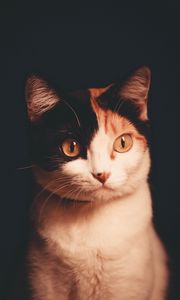 Preview wallpaper cat, pet, glance, dark