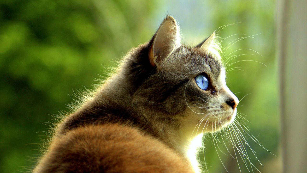 Wallpaper cat, pet, glance, profile