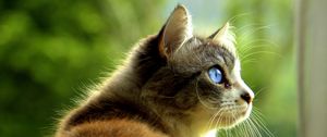 Preview wallpaper cat, pet, glance, profile