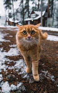 Preview wallpaper cat, pet, glance, fluffy, face