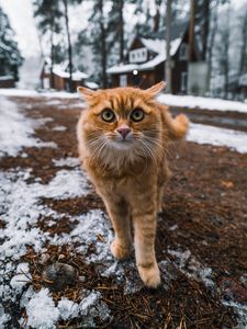 Preview wallpaper cat, pet, glance, fluffy, face