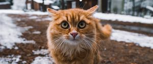 Preview wallpaper cat, pet, glance, fluffy, face
