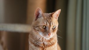 Preview wallpaper cat, pet, glance, orange