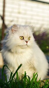 Preview wallpaper cat, pet, glance, fluffy, white