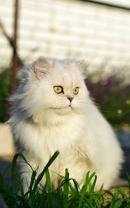 Preview wallpaper cat, pet, glance, fluffy, white