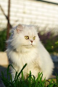 Preview wallpaper cat, pet, glance, fluffy, white