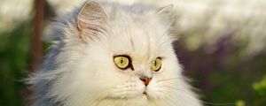 Preview wallpaper cat, pet, glance, fluffy, white