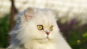 Preview wallpaper cat, pet, glance, fluffy, white