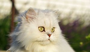 Preview wallpaper cat, pet, glance, fluffy, white