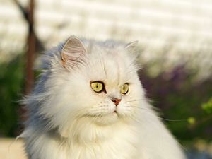 Preview wallpaper cat, pet, glance, fluffy, white