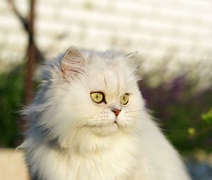 Preview wallpaper cat, pet, glance, fluffy, white