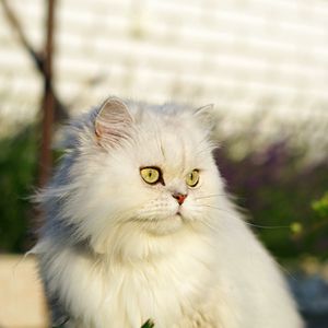 Preview wallpaper cat, pet, glance, fluffy, white