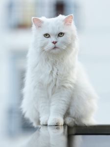 Preview wallpaper cat, pet, glance, fluffy