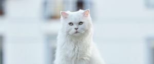 Preview wallpaper cat, pet, glance, fluffy