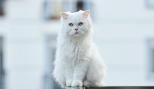 Preview wallpaper cat, pet, glance, fluffy